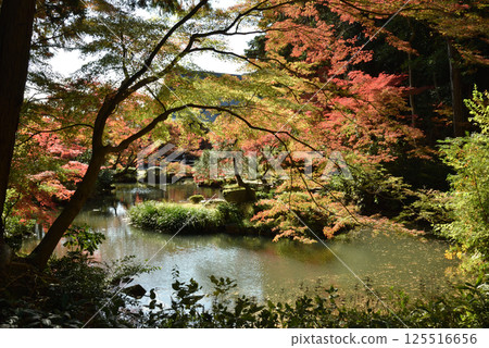 Konkai-Komyoji Temple Garden: Autumn in the Northern Garden of the Hojo, Yoroinoike Pond and Maple Trees (Sakyo Ward, Kyoto City) Konkai-Komyoji Temple Garden: Autumn in the Northern Garden of the Hojo, Yoroinoike Pond and Maple Trees (Sakyo Ward, Kyoto City) 125516656