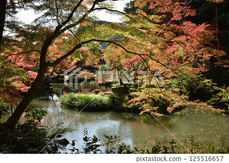 Konkai-Komyoji Temple Garden: Autumn in the Northern Garden of the Hojo, Yoroinoike Pond and Maple Trees (Sakyo Ward, Kyoto City) 125516657