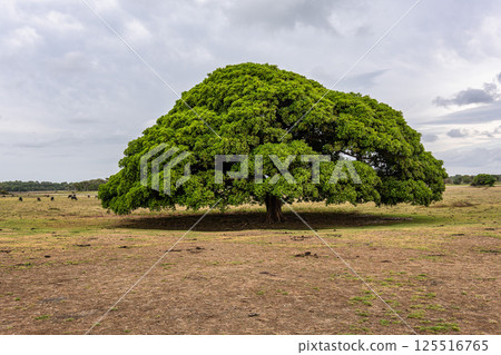 Water Buffalos and big trees at a rural property called Fazenda at Soure in Marajo Island, Brazil. Water Buffalos and big trees at a rural property called Fazenda at Soure in Marajo Island, Brazil. 125516765