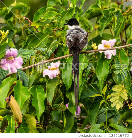 A Fork-tailed flycatcher, Tyrannus savana at a rural property called Fazenda at Soure in Marajo Island, Brazil. A Fork-tailed flycatcher, Tyrannus savana at a rural property called Fazenda at Soure in Marajo Island, Brazil. 125516773