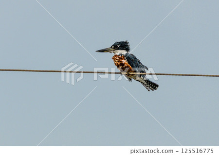 A Pied kingfisher, Ceryle rudis at a rural property called Fazenda at Soure in Marajo Island, Brazil. A Pied kingfisher, Ceryle rudis at a rural property called Fazenda at Soure in Marajo Island, Brazil. 125516775