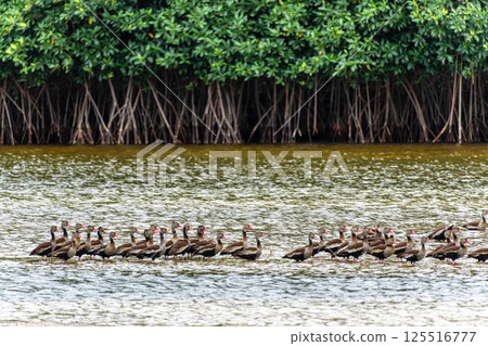 Black-bellied whistling ducks, Dendrocygna autumnalis at a rural property called Fazenda at Soure in Marajo Island, Brazil. 125516777