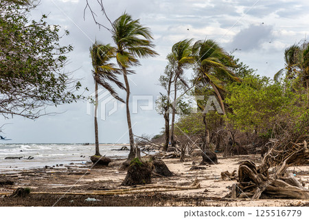 The beautiful Caju-una beach, by the Amazon river mouth, in Soure, Marajo island, Brazil. The beautiful Caju-una beach, by the Amazon river mouth, in Soure, Marajo island, Brazil. 125516779