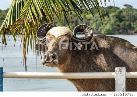 The famous Water Buffalo called the german buffalo at Soure on Marajo Island in Brazil The famous Water Buffalo called the german buffalo at Soure on Marajo Island in Brazil 125516782