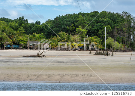 Barra velha beach at Soure, Marajo in Para, Brazil. Beautiful beach and mangrove trees with their great crooked roots Barra velha beach at Soure, Marajo in Para, Brazil. Beautiful beach and mangrove trees with their great crooked roots 125516783