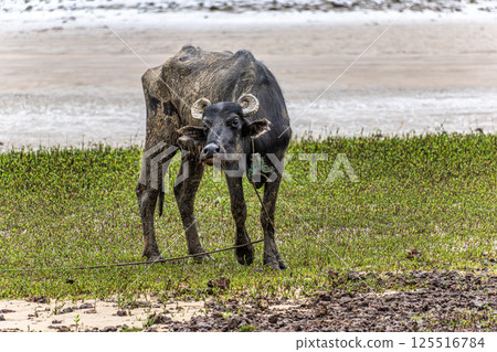Water Buffalos at a rural property called Fazenda at Soure in Marajo Island, Brazil. 125516784