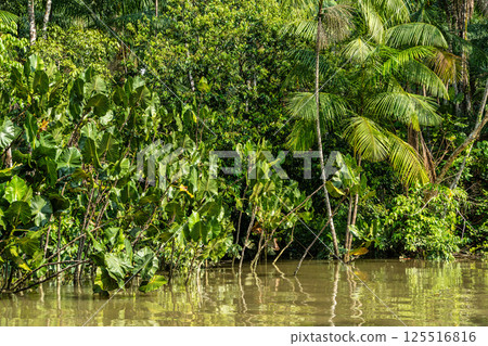 River boat tour on the Guama River at Belem do Para, a city on the north area of Brazil. 125516816