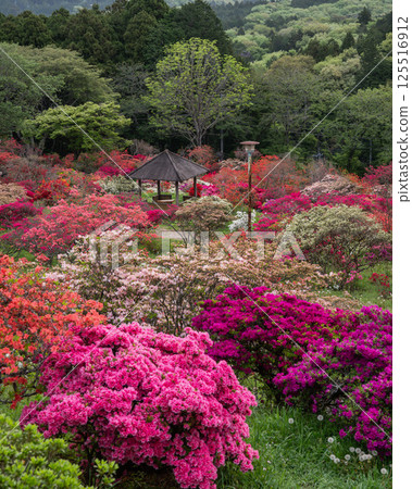 Azaleas in full bloom at Kasama Tsutsuji Park 125516912