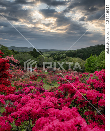 Azaleas in full bloom at Kasama Tsutsuji Park Azaleas in full bloom at Kasama Tsutsuji Park 125516915