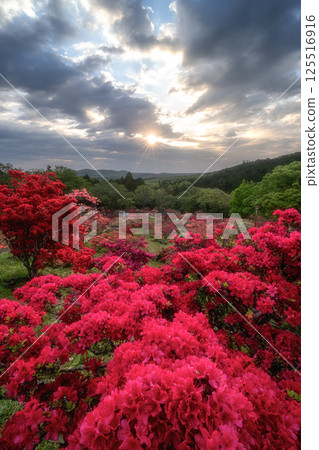 Azaleas in full bloom at Kasama Tsutsuji Park Azaleas in full bloom at Kasama Tsutsuji Park 125516916