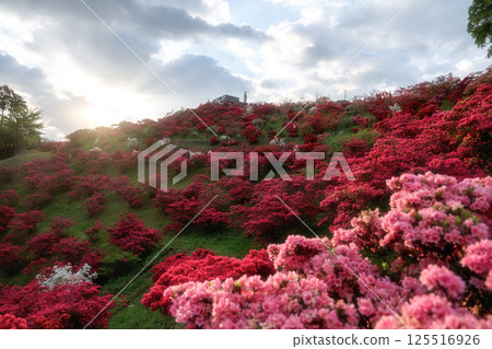笠間杜鵑花盛開 125516926