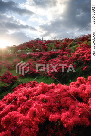 笠間杜鵑花盛開 笠間杜鵑花盛開 125516927