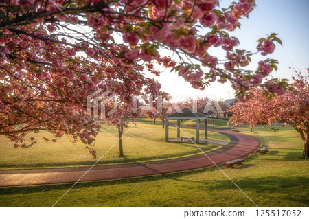 Scenery with double cherry blossoms Scenery with double cherry blossoms 125517052