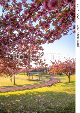 雙櫻花的風景 雙櫻花的風景 125517053