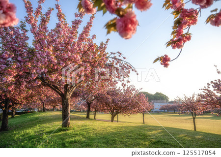Scenery with double cherry blossoms 125517054
