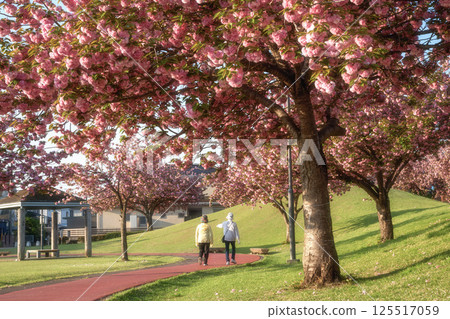雙櫻花的風景 125517059