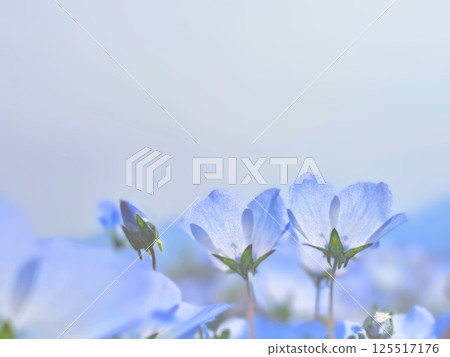 Nemophila dreams Nemophila dreams 125517176