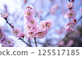梅花（白梅） 125517185
