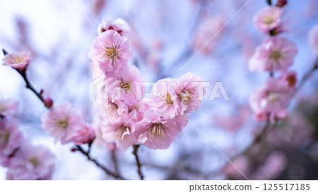 梅花(白梅) 梅花(白梅) 125517185