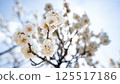 梅花（白梅） 125517186
