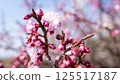 梅花（紅梅） 125517187