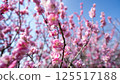 梅花（紅梅） 125517188