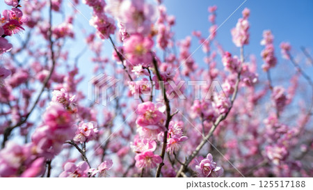 Plum blossoms (red plum) Plum blossoms (red plum) 125517188