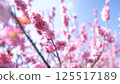 梅花（紅梅） 125517189