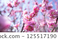 梅花（紅梅） 125517190
