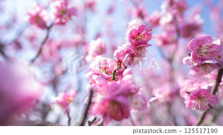 Plum blossoms (red plum) Plum blossoms (red plum) 125517190
