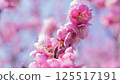 梅花（紅梅） 125517191