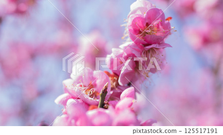 梅花(紅梅) 梅花(紅梅) 125517191