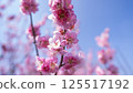 梅花（紅梅） 125517192