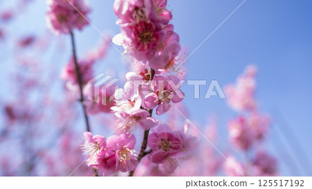 梅花(紅梅) 梅花(紅梅) 125517192