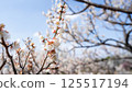 梅花（白梅） 125517194