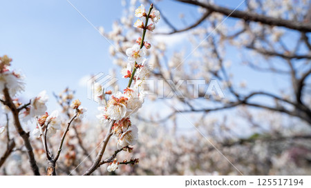 梅花(白梅) 梅花(白梅) 125517194