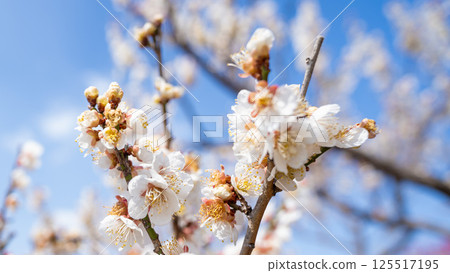 Plum blossom (white plum) Plum blossom (white plum) 125517195