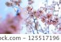 梅花（白梅） 125517196