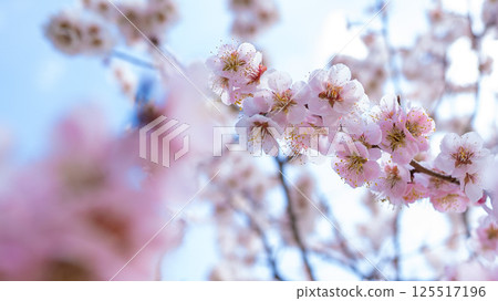 Plum blossom (white plum) Plum blossom (white plum) 125517196