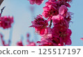 梅花（紅梅） 125517197
