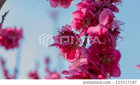 Plum blossoms (red plum) Plum blossoms (red plum) 125517197