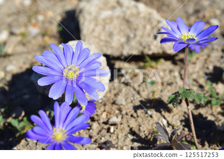 Anemone blanda blooms at the Jardin des Plantes in Paris, France, on March 19, 2025. Anemone blanda blooms at the Jardin des Plantes in Paris, France, on March 19, 2025. 125517253