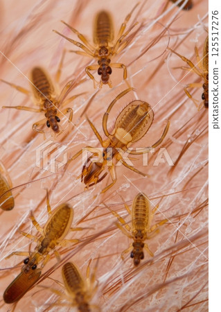 Delicate creatures move across a textured surface showcasing their intricate bodies. The warm tones highlight their fascinating details and unique form within their natural habitat. 125517276