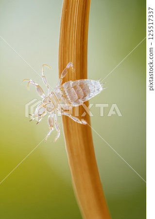 A transparent insect carefully navigates a slender plant stem. The soft blurred background highlights the intricate details of this fascinating creature in its natural habitat. 125517337