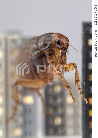 A large flea navigates a whimsical city made of towering buildings. The perspective creates a playful interaction blending creature and urban life in a fantastical way. 125517351