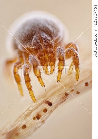 A magnified view reveals the delicate features of a tiny arachnid showcasing its golden hues jointed limbs and fine hairs surrounded by a pale softly blurred background. 125517453