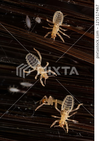 Intricate details reveal small creatures moving across dark fibers in a natural setting showcasing the fascinating micro-universe often overlooked by the naked eye. 125517467