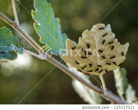 A cluster of ants gathers on a leaf showcasing their teamwork and interaction in a green environment. Sunlight filters through illuminating the scene with a warm glow. 125517521