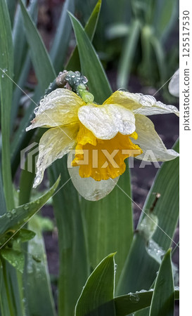 A daffodil showcases its bright yellow petals, glistening with drops of dew. Surrounded by lush green leaves in a blossoming garden, the scene evokes a fresh spring morning. 125517530