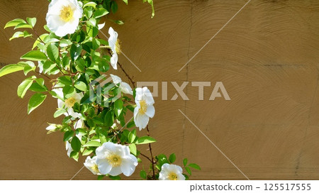 Naniwa Rosa: White flowers bathed in sunlight and ochre walls 125517555